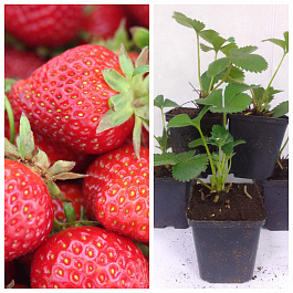Земляника садовая Анаис НАБОР 5ШТ Земляника садовая Анаис НАБОР 5ШТ