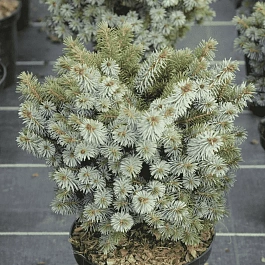 Ель ситхинская Nana