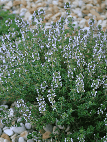 Тимьян обыкновенный