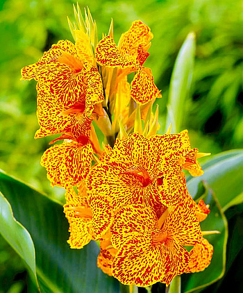 Канна зеленолистная Пикассо