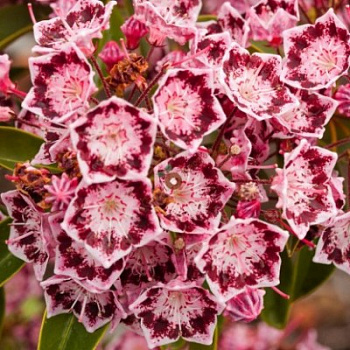 Кальмия широколистная Дженс Делайт