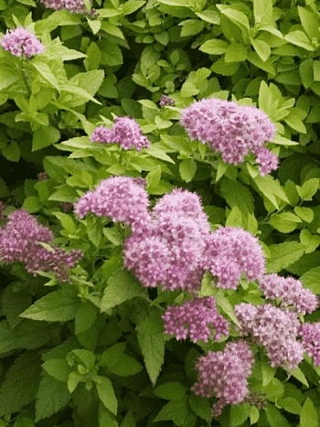 Спирея японская Sundrop