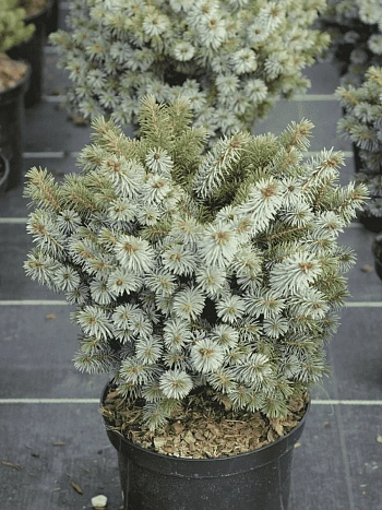 Ель ситхинская Nana