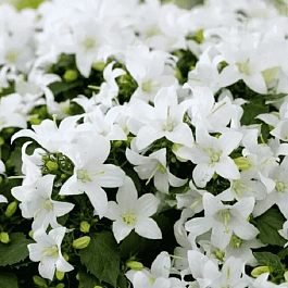 Колокольчик Портеншлага Zenn White