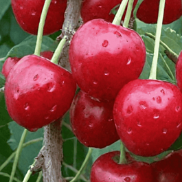 Вишня Волочаевка