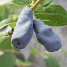 Жимолость плодовая Герда