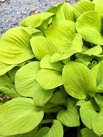 Хоста Sun Mouse