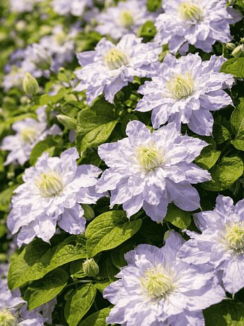 Клематис Veronica's choice