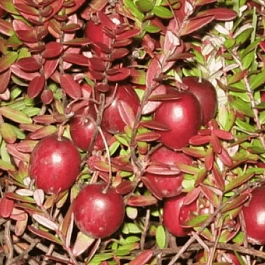 Клюква крупноплодная  Mc. Farlin