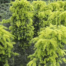 Тис ягодный Dovastonii