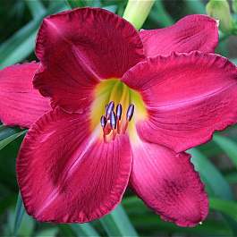 Лилейник гибридный Чарльз Джонстон НАБОР 2ШТ (1+1)