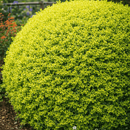 Бирючина овальнолистная