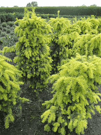 Тис ягодный Dovastonii