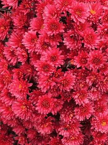 Хризантема  Sunbeam Red