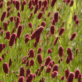 Кровохлебка Prim and  Proper