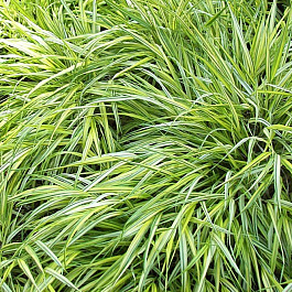 Осока Морроу Вариегата