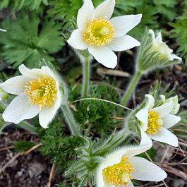 Прострел обыкновенный Вайт Прострел обыкновенный Вайт