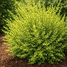 Берёза карликовая Golden Treasure