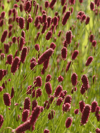 Кровохлебка Prim and  Proper