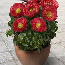 Пион для ПАТИО Москва