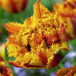 Тюльпан бахромчатый Аркада