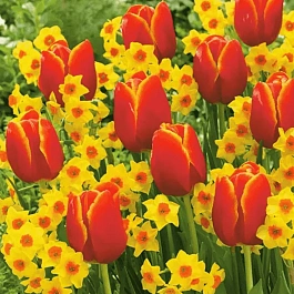 Подарочный набор Нарцисс +Тюльпан