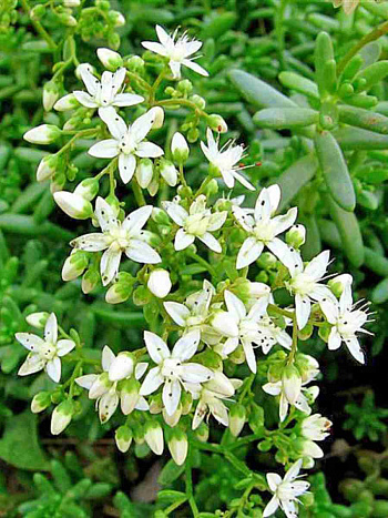 Очиток отогнутый Album