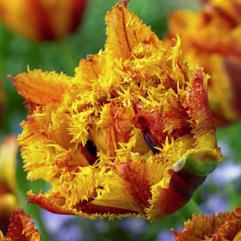 Тюльпан бахромчатый Аркада