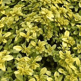 Тимьян лимоннопахнущий Bertrram Anderson