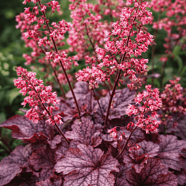 Гейхера Milan