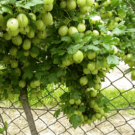 Крыжовник Мукуринес на штамбе