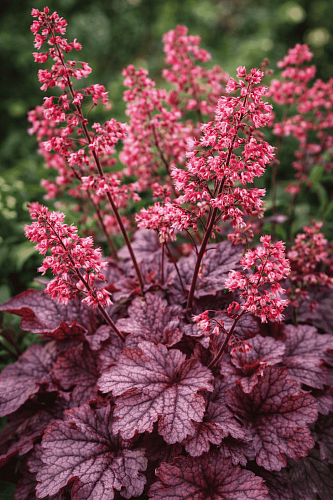 Гейхера Milan