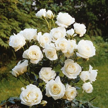 Роза флорибунда Кристалперл