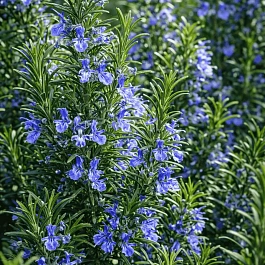 Розмарин лекарственный Blue Winter
