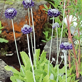 Примула головчатая Мура