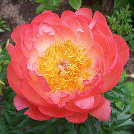 Пион травянистый Корал Суприм