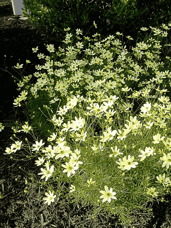 Кореопсис мутовчатый Moonbeam