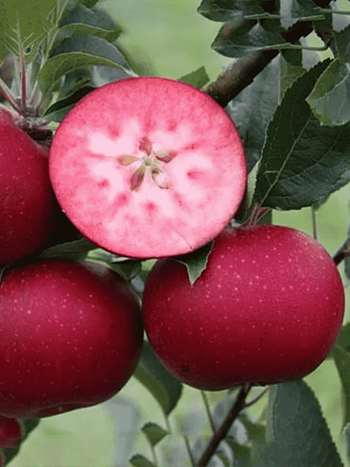 Яблоня Розетта
