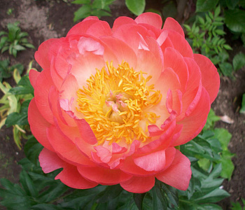 Пион травянистый Корал Суприм