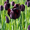 Тюльпан триумф Queen of Night