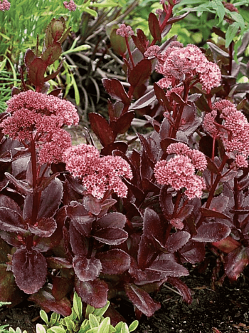 Очиток  телефиум Сhocolate drop