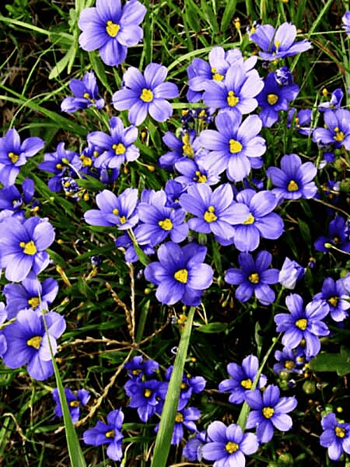 Сисюринхий узколистный