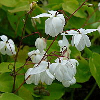 Горянка пышная Нивеум