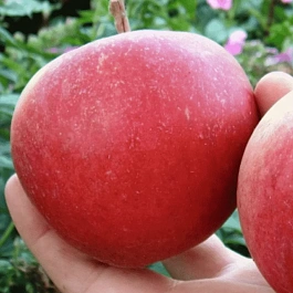 Яблоня Красавица сада