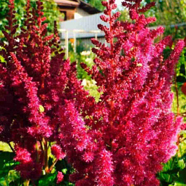 Астильба китайская Cardinal