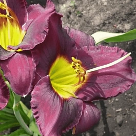 Лилейник Bella Lugosi