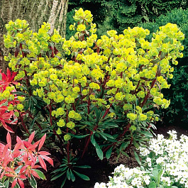 Молочай миндальный Пурпуреа