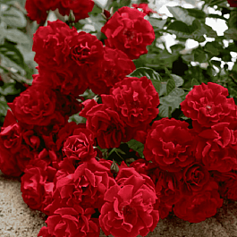 Роза Почвопокровная Red Velvet
