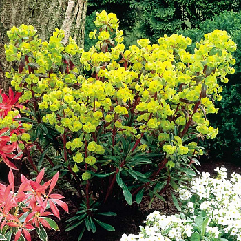 Молочай миндальный Пурпуреа