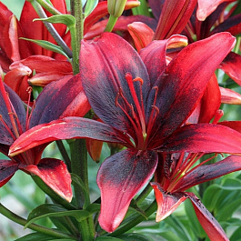 Лилия азиатская Танго Олина